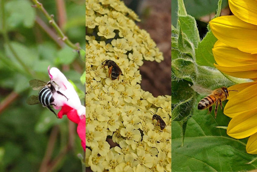 Bees. blue banded, lasioglossum, European honeybee